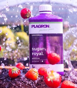 Plagron sugar royal