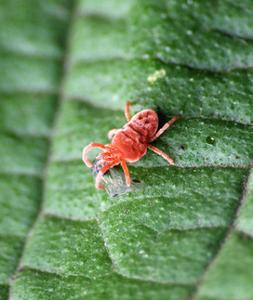 Araignée rouge : identification et traitement - Promesse de Fleurs